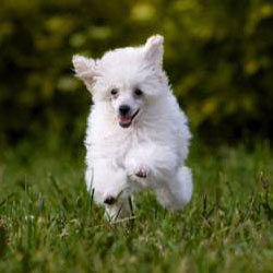 Pet Care - The Hyperactive Puppy